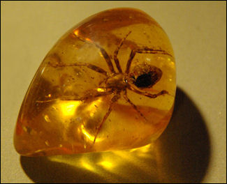 20120531-amber Spider_in_amber_(1).jpg